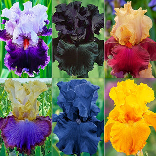 Showtime Bearded Iris Collection
