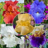 Reblooming Bearded Iris Collection