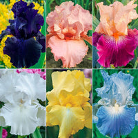 Twice as Nice Reblooming Iris Collection