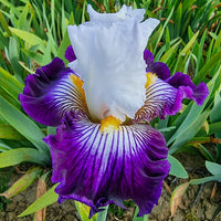Frosted Velvet Dwarf Bearded Iris Seeds