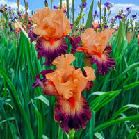 Easy to Love Bearded Iris Seeds