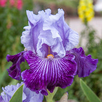 Glacier Melt Reblooming Bearded Iris Seeds