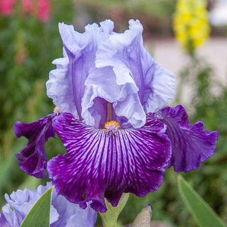 Glacier Melt Reblooming Bearded Iris Seeds