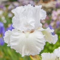 Got Milk Bearded Iris Seeds