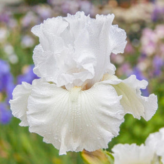 Got Milk Bearded Iris Seeds