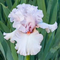 Head Over Heels Bearded Iris Seeds