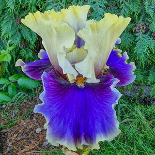 Let's Romp Bearded Iris