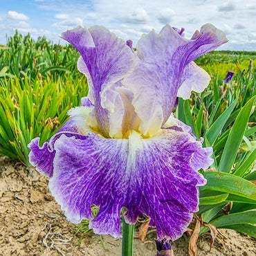Moonlit Water Bearded Iris Seeds