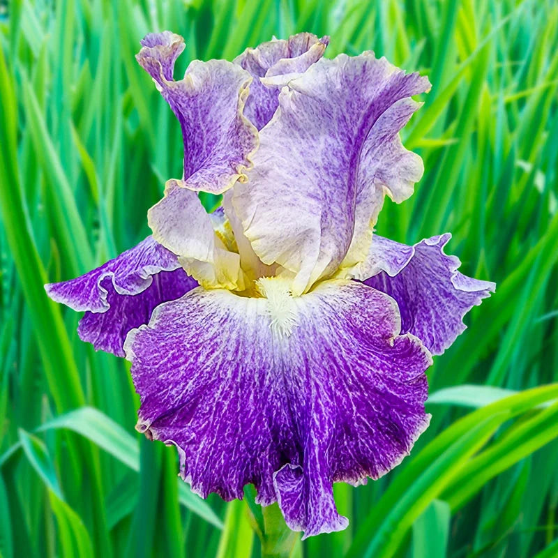 Moonlit Water Bearded Iris Seeds