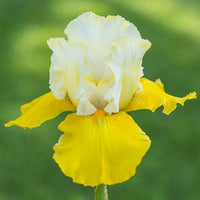Neutron Dance Bearded Iris