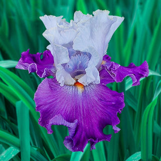 Picadilly Party Bearded Iris Seeds
