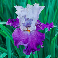 Picadilly Party Bearded Iris Seeds