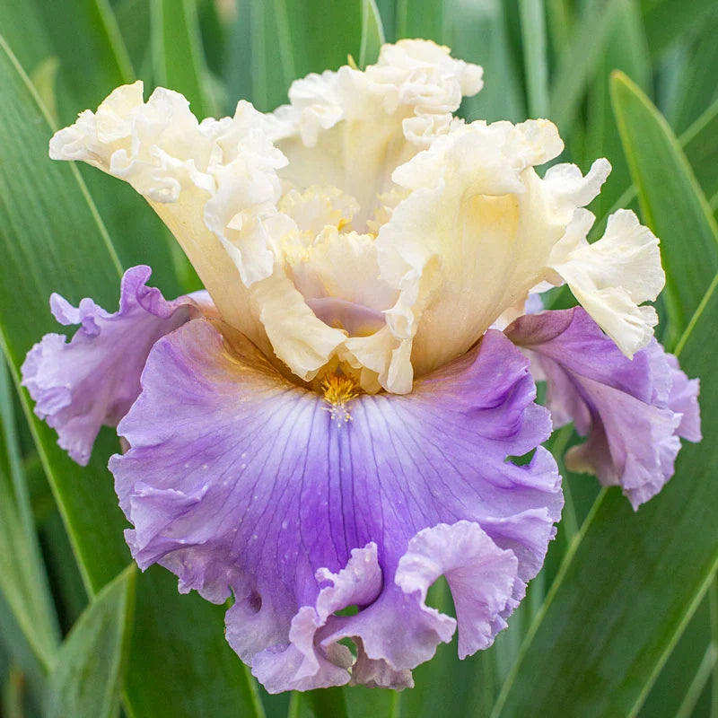 Let's Romp Bearded Iris Seeds