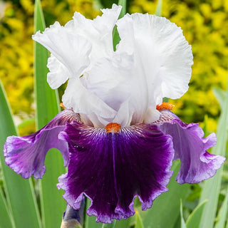 Royal Orders Bearded Iris Seeds