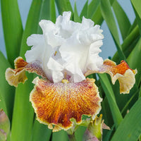 Sassy Tart Bearded Iris Seeds
