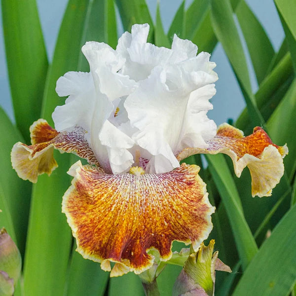 Sassy Tart Bearded Iris Seeds
