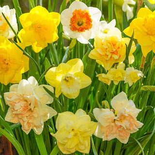 Mid Spring Flowering Daffodil Mixture Seeds