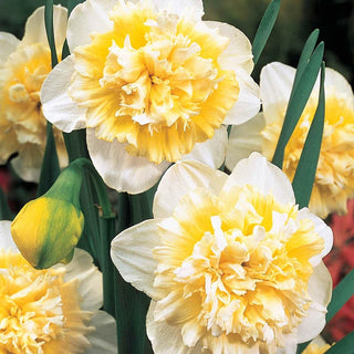 Ice King Daffodil Seeds