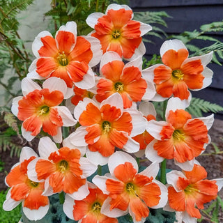 Electrus Daffodil Seeds