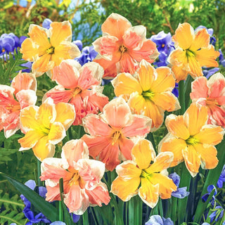 Rainbow of Colors Seeds