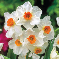 Geranium Daffodil Seeds