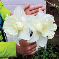 Watch Up Daffodil Seeds