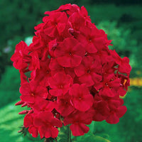 Red Riding Hood Phlox