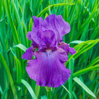 Dashing Reblooming Bearded Iris Seeds