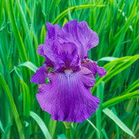 Dashing Reblooming Bearded Iris