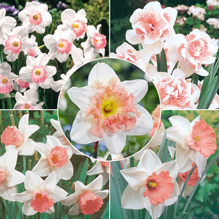 Pink Daffodil Collection Seeds