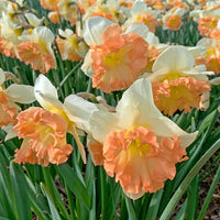 Easter Party Daffodil Seeds