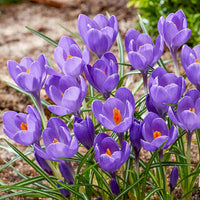 Aqua Giant Snow Crocus Seeds