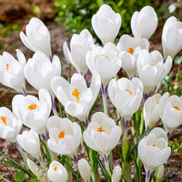 Ice Queen Giant Snow Crocus Seeds
