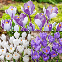 Giant Snow Crocus Collection Seeds