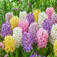 Giant Pastel Hyacinth Mixture Seeds
