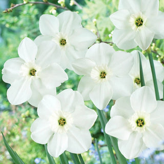 Princess Zaide Daffodil Seeds
