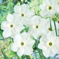 Princess Zaide Daffodil Seeds