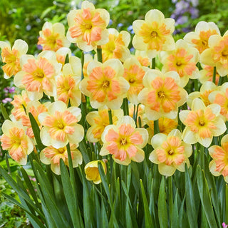 Peachy Dream Daffodil Seeds