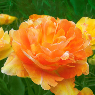 Charming Beauty Tulip Seeds