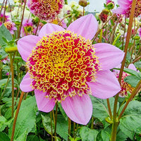 Fenna Baaij Dahlia