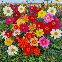 Improved Beeline Dahlia Mixture