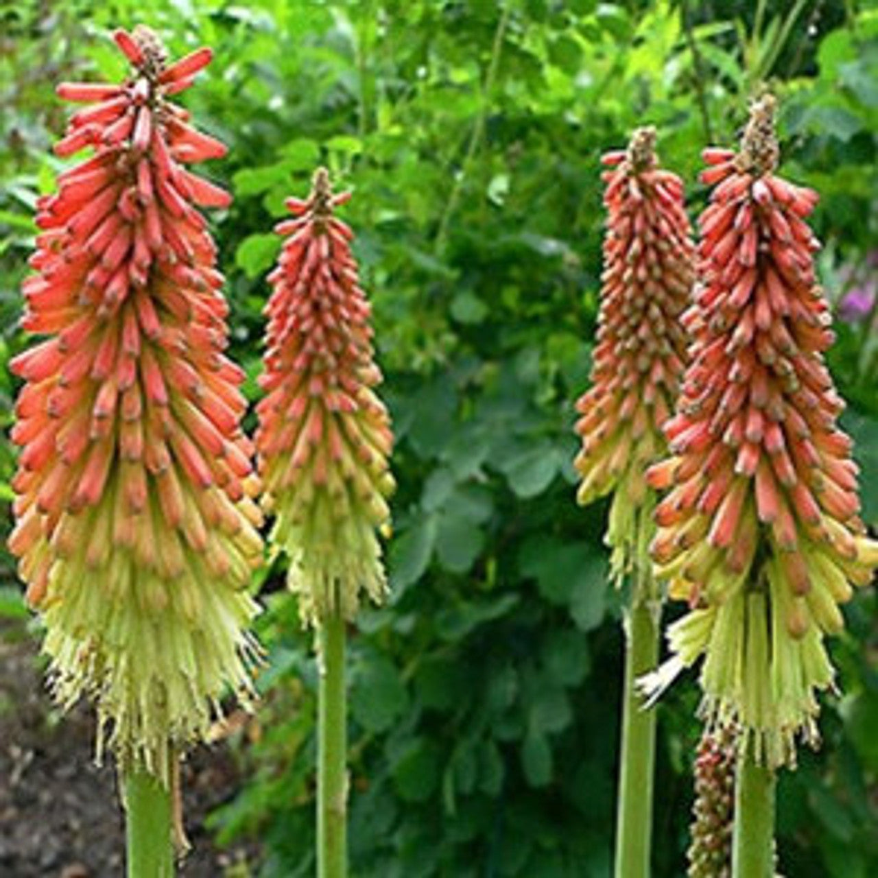 Red Hot Poker- Flamenco Mix