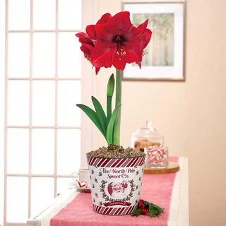 Miracle Amaryllis in North Pole Pot Seeds