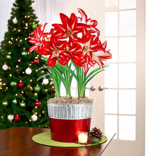 Splash Amaryllis Seeds