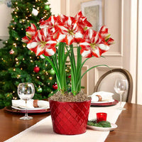 Pierrot Amaryllis Duo Seeds