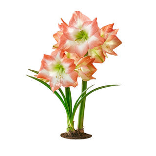 Shine Dream Amaryllis  Seeds
