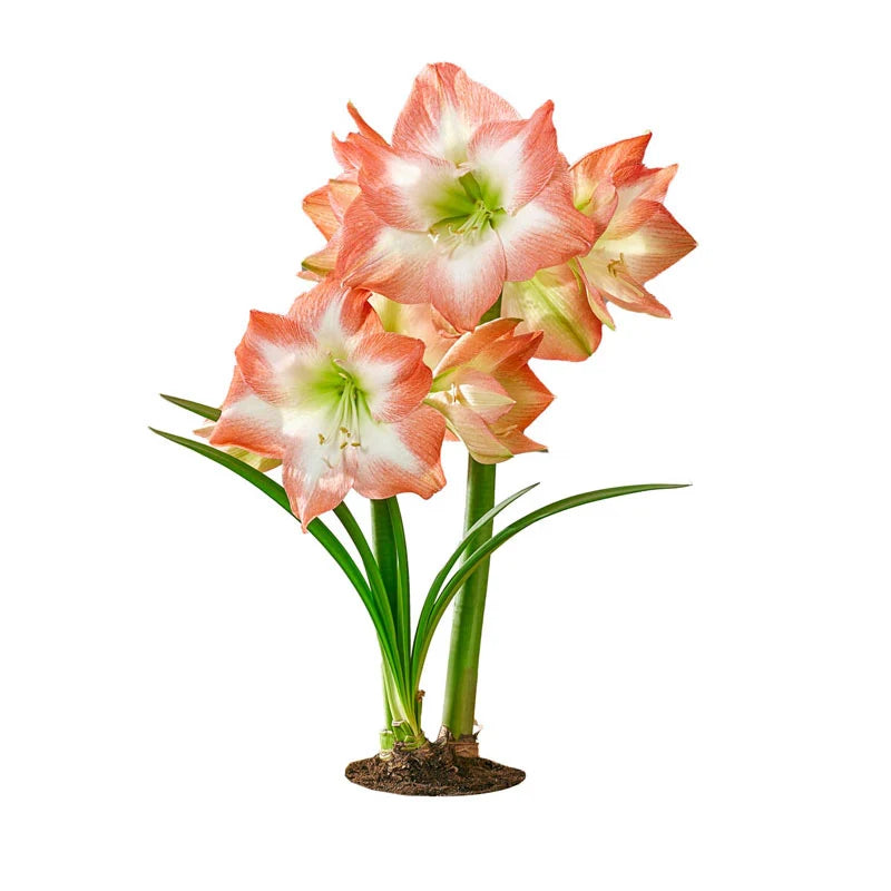 Shine Dream Amaryllis  Seeds