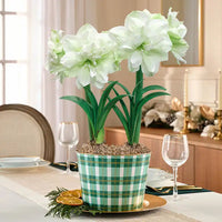 Marilyn Amaryllis Duo Seeds