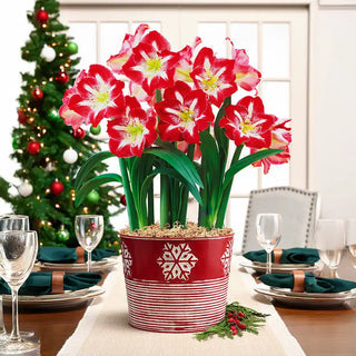 Stargazer Amaryllis Seeds