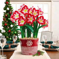 Stargazer Amaryllis Seeds